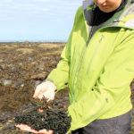 seaweed-harvest-1