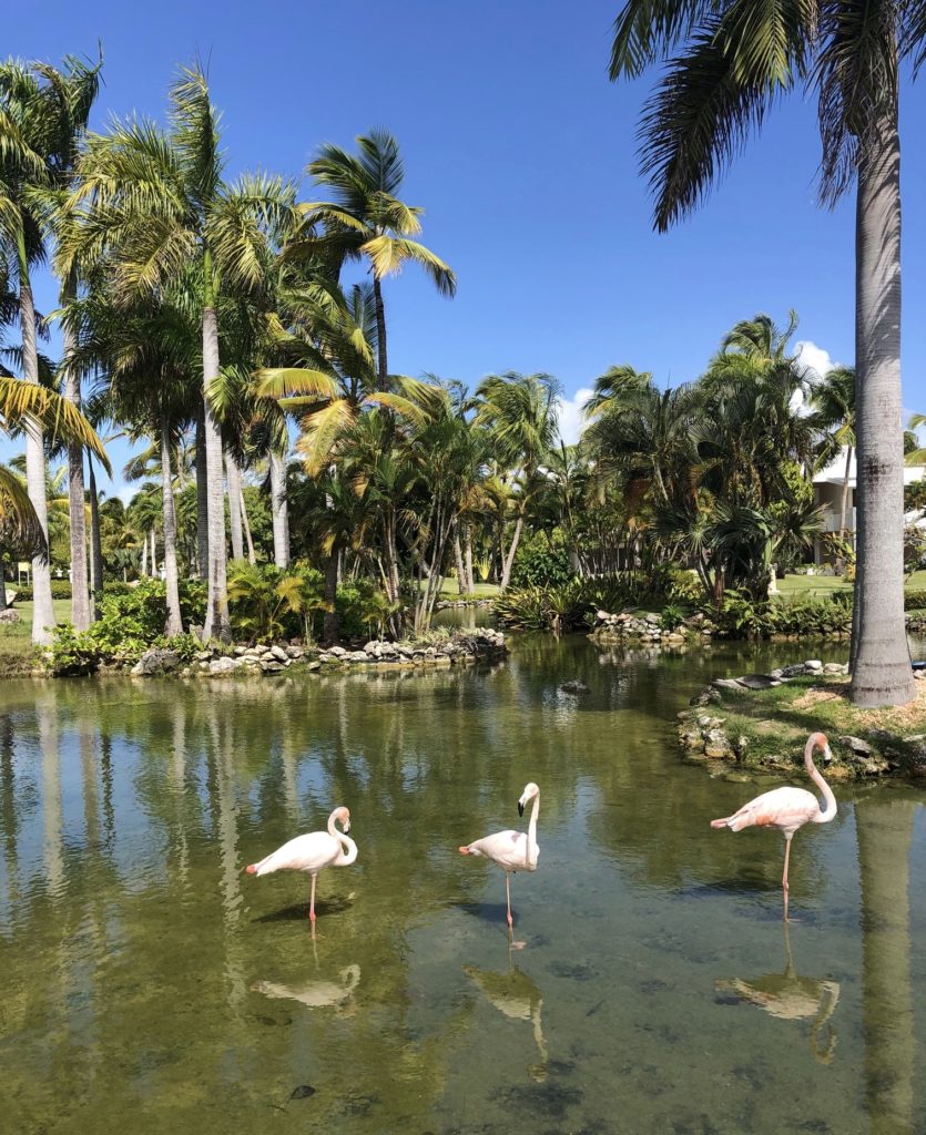 Melina Punta Cana Beach Flamingo Oasis