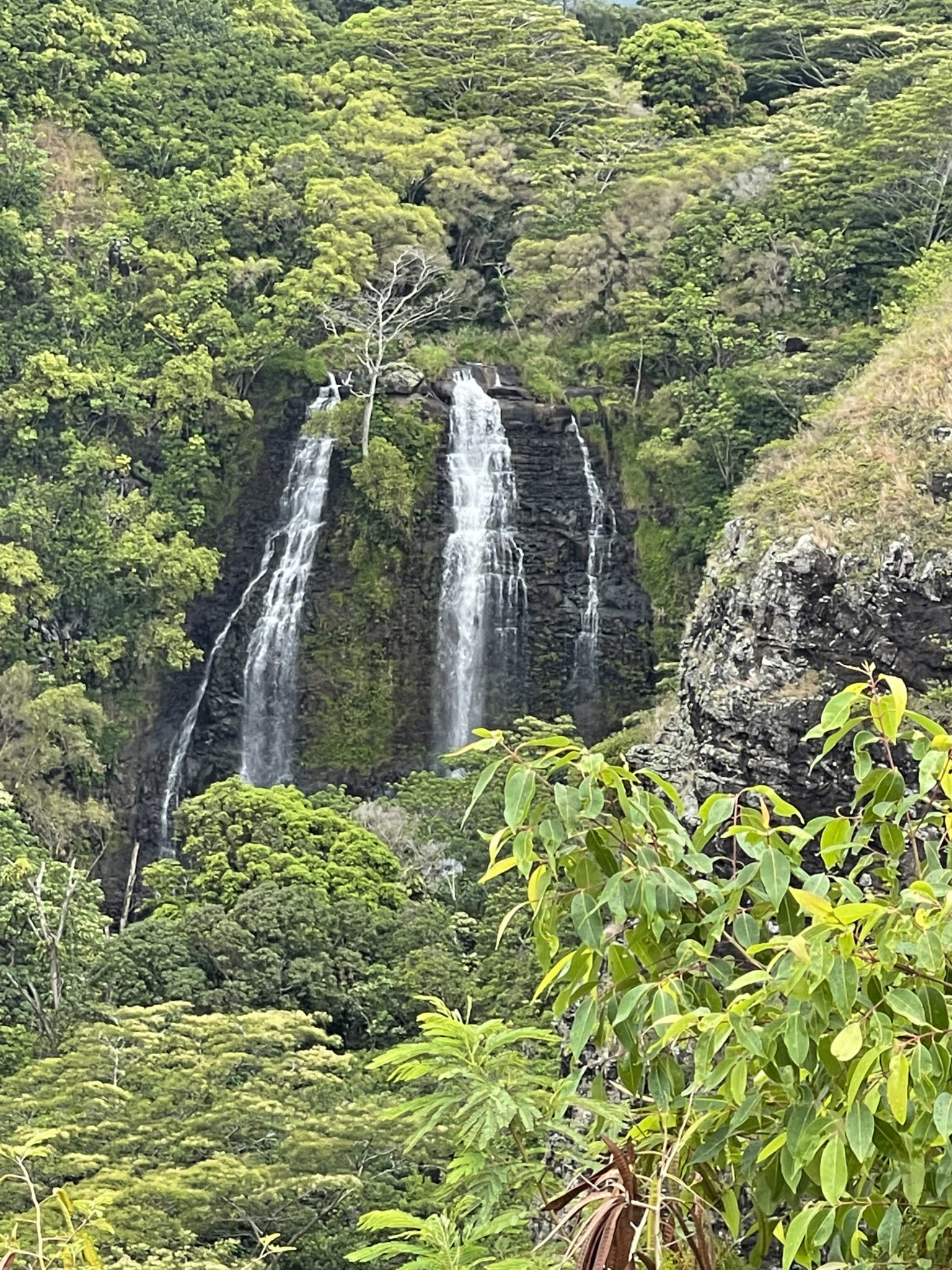 Bornsteins in Kauai
