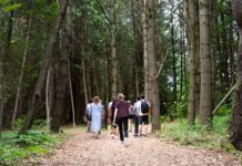 forest bathing at Whispering Springs