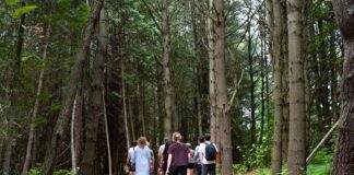 forest bathing at Whispering Springs
